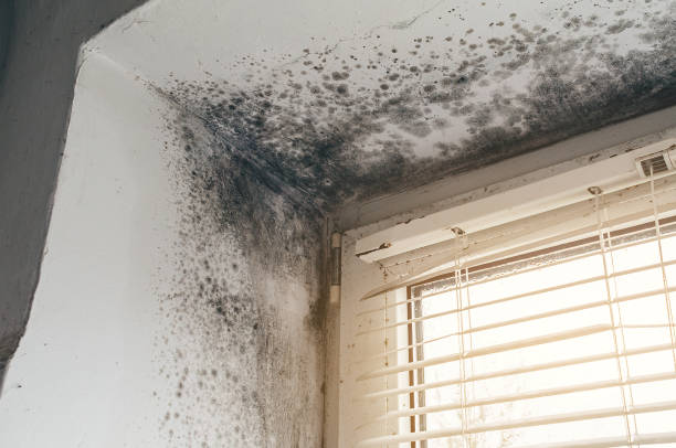 Affordable Basement Mold Remediation solutions in Kingston, WA