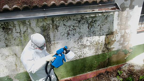 Top rated local Basement Mold Remediation specialists in Kingston, WA